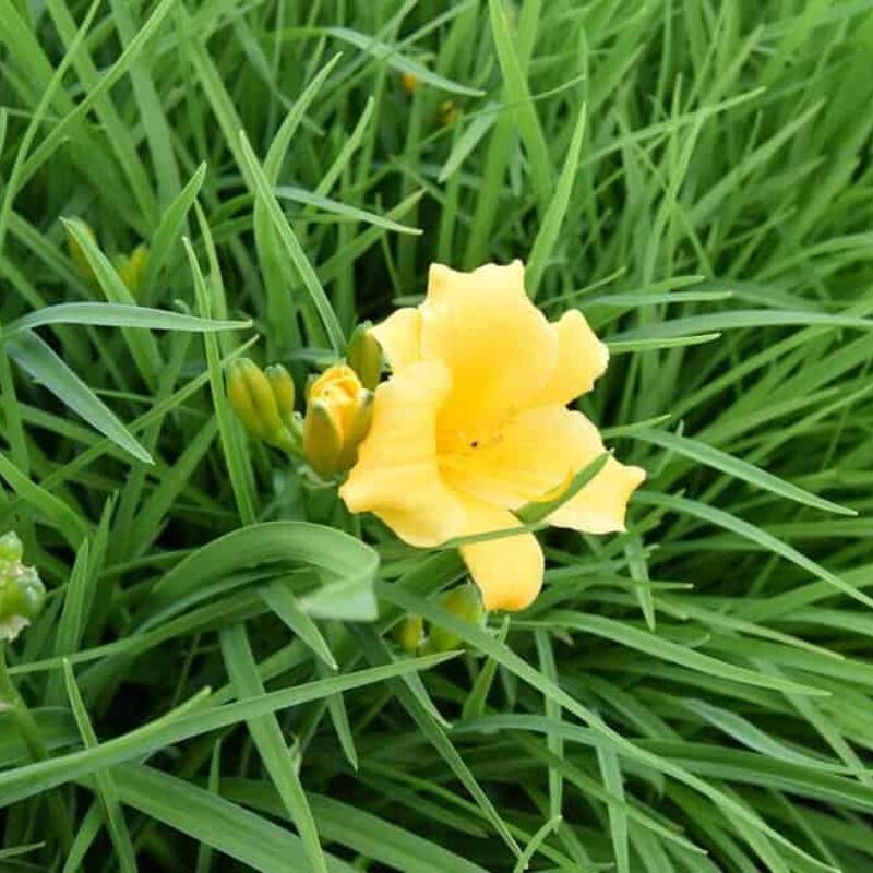 Hemerocallis 'Stella de Oro' ---